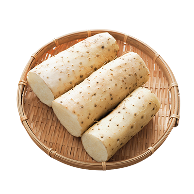 JAPANESE MOUNTAIN YAM